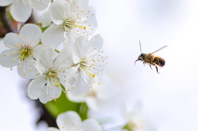 Bee Venom and Weight Loss: Buzzworthy or Just a Sting?